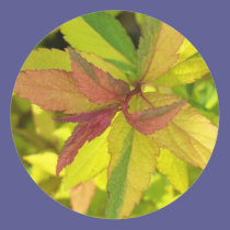 Spring Leaves stickers