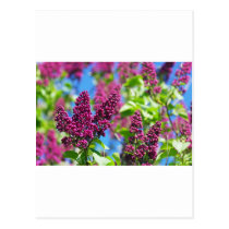 Spring lilac post cards