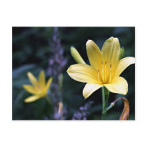 Spring Lilies Postcard