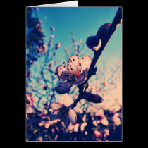 Spring Lomo Blossoms Card by webgrrl Spring Lomo Blossoms Card