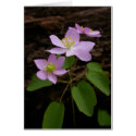 Spring Love Greeting Cards