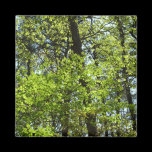 Spring Maple Leaves Magnet