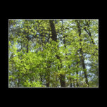 Spring Maple Leaves Postcard