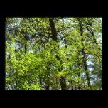 Spring Maple Leaves Poster Print