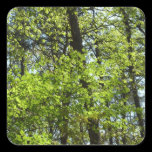 Spring Maple Leaves Sticker