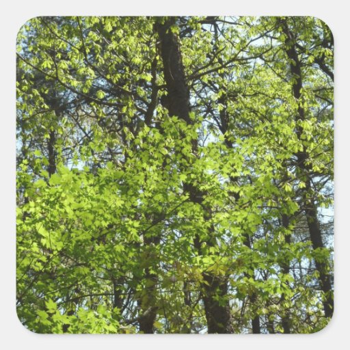 Spring Maple Leaves Sticker