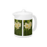 Spring Narcissus (Daffodil) Flower Photograph