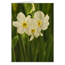 Spring Narcissus (Daffodil) Flower Photograph cards