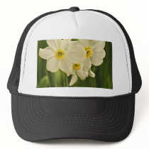 Spring Narcissus (Daffodil) Flower Photograph