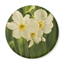 Spring Narcissus (Daffodil) Flower Photograph