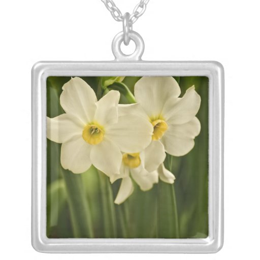 Daffodil Labeled