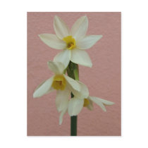 Spring Narcissus Postcard postcards
