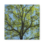 Spring Oak Tree Magnet