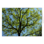 Spring Oak Tree Nature Photography Card