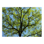 Spring Oak Tree Poster Print