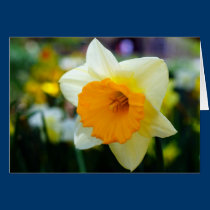 Spring of Beauty cards