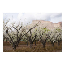 Spring on Orchard Mesa posters
