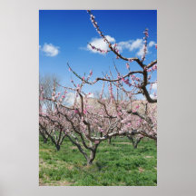 Spring Orchard Poster