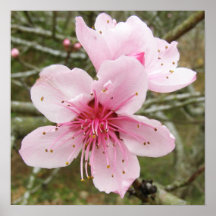 spring peach blossom poster
