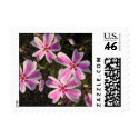 Spring Phlox postage