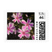 Spring Phlox postage