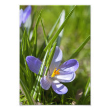 Spring Photo Art