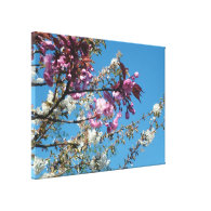 spring pink and white cherry blossom gallery wrapped canvas