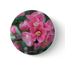 Spring Pink Blooming Azalea Bush Hot Springs Gifts