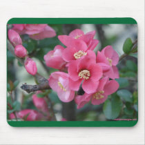 Spring Pink Blooming Azalea Bush Hot Springs Gifts Mouse Pad