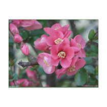 Spring Pink Blooming Azalea Bush Hot Springs Gifts Postcard