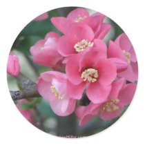 Spring Pink Blooming Azalea Bush Hot Springs Gifts Sticker