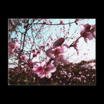Spring Pink Blossoms Flowers Postcard postcards