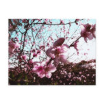 Spring Pink Blossoms Flowers Postcard