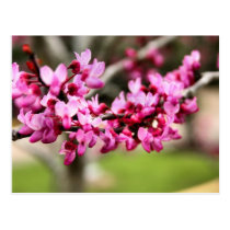 Spring Pink Postcard postcards