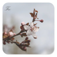 spring plum blossom, Christmas gift wrap labels. Square Stickers
