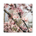 Spring Plum Blossoms Photograph magnets by robcork Spring Plum Blossoms Photograph magnets