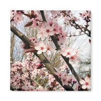 Spring Plum Blossoms Photograph magnets