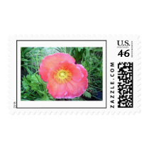 Spring Poppy  stamp