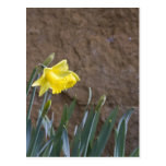 Spring! Post Card