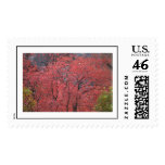 Spring Stamp