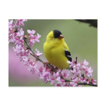 Spring Postcard