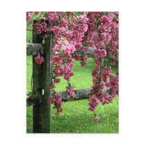Spring Postcard