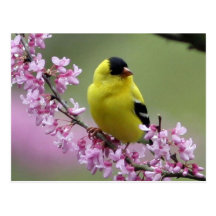 Spring Postcard