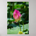 Spring posters