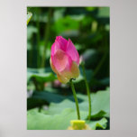 Spring Poster