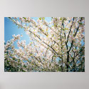 Spring posters