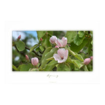 Spring posters