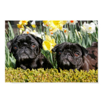Spring Pugs posters