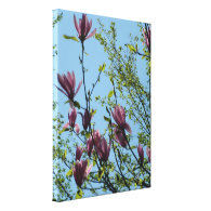 spring purple magnolia flowers in blue sky. stretched canvas prints