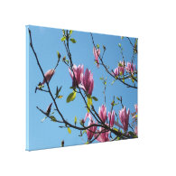 spring purple magnolia flowers in blue sky gallery wrap canvas